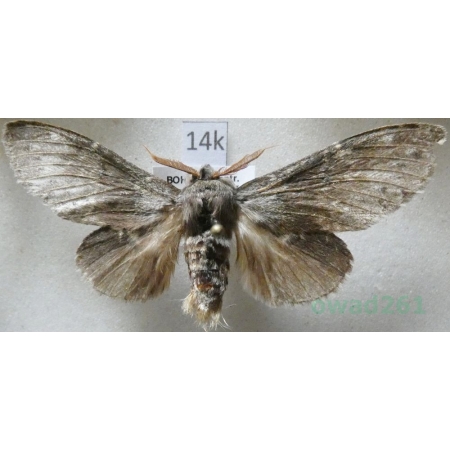 Stauropus fagi (Linnaeus, 1758) male Potwora buczynówka Czech14k